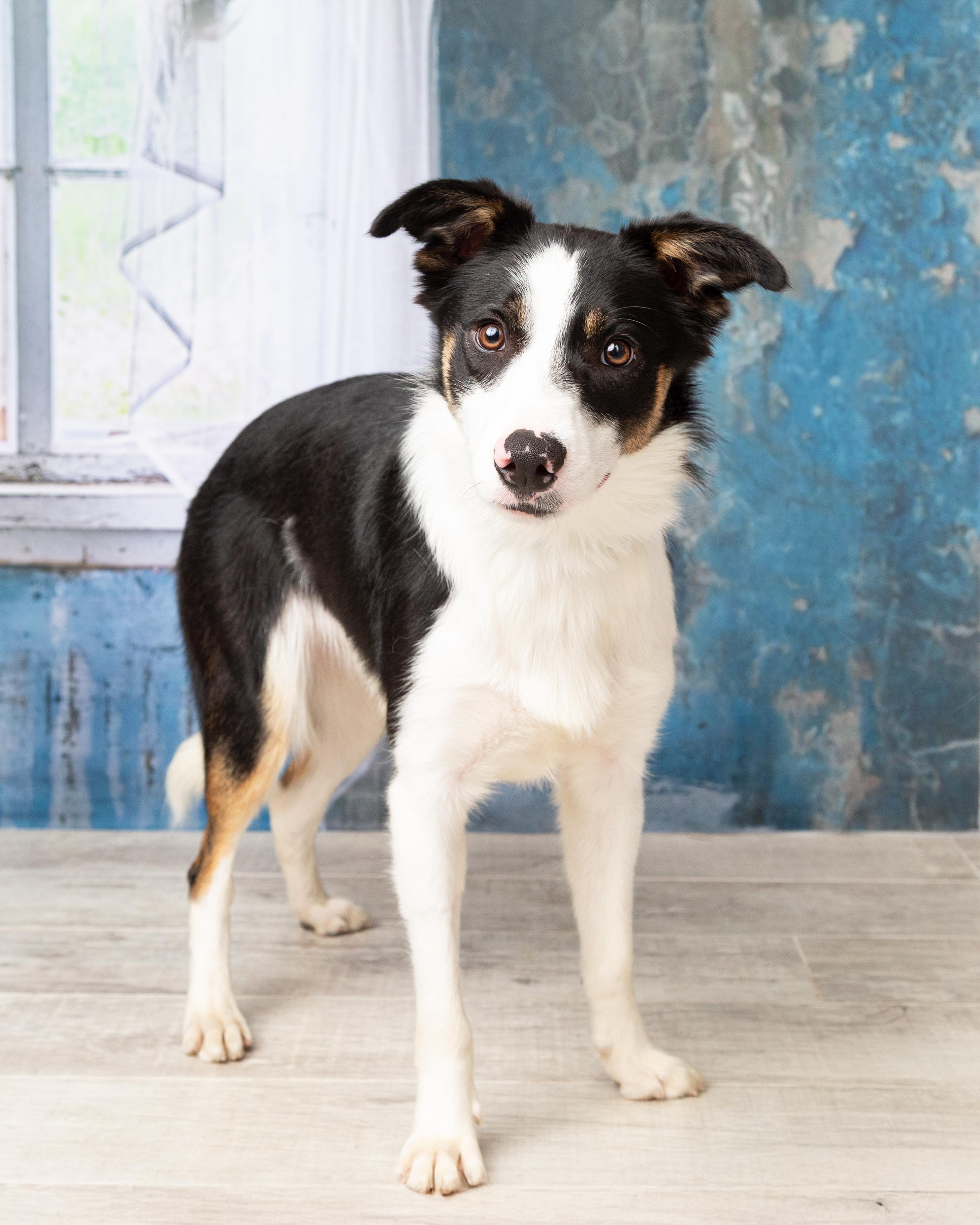 Flash, a ADOPTABLE Border Collie in Denton, TX image 2/6