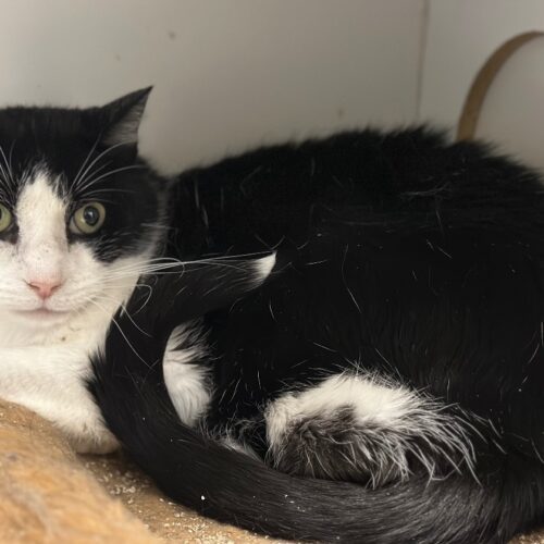 Barry Manilow, a Adoptable Domestic Short Hair in Tipp City, OH image 3/9