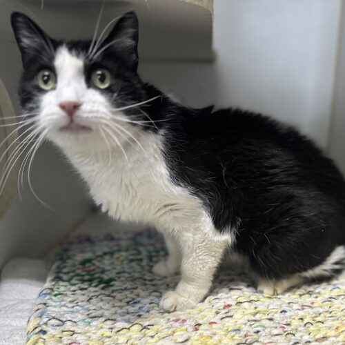 Barry Manilow, a Adoptable Domestic Short Hair in Tipp City, OH image 4/9