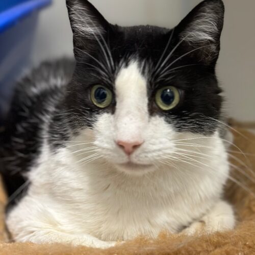 Barry Manilow, a Adoptable Domestic Short Hair in Tipp City, OH image 6/9