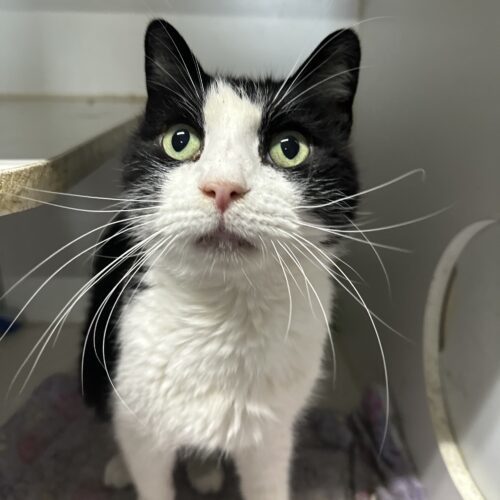 Enlarge Barry Manilow, a Adoptable Domestic Short Hair in Tipp City, OH image 7/9