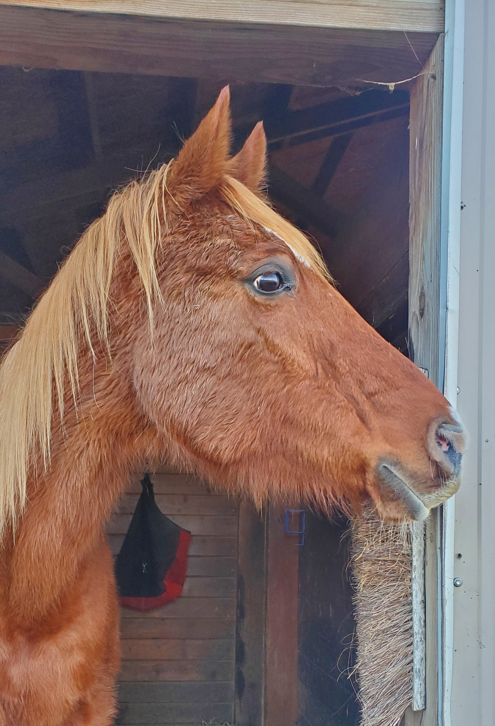 Lilly, a Adopted Quarterhorse in Mount Vernon, WA image 2/14