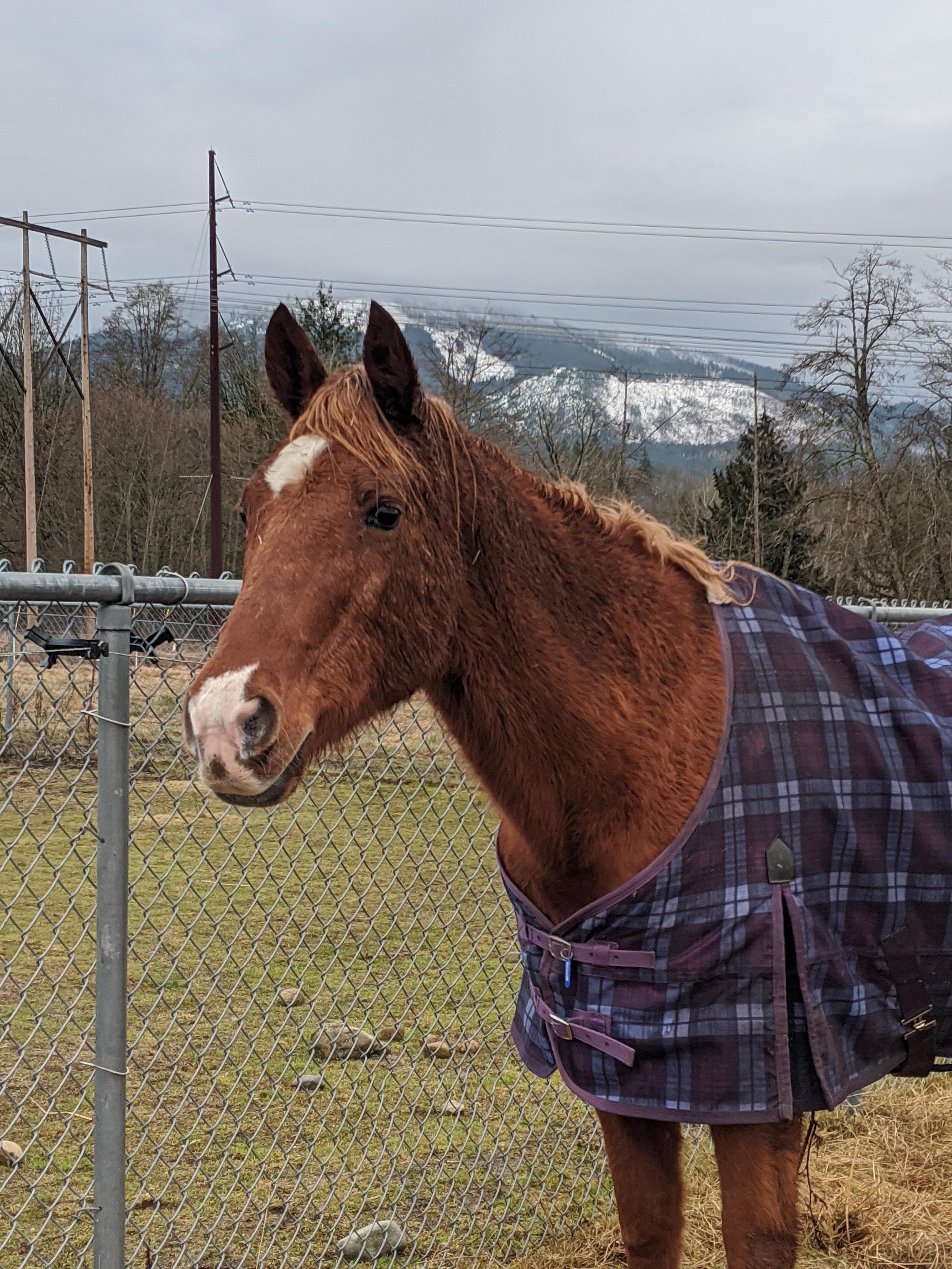 Lilly, a Adopted Quarterhorse in Mount Vernon, WA image 4/14