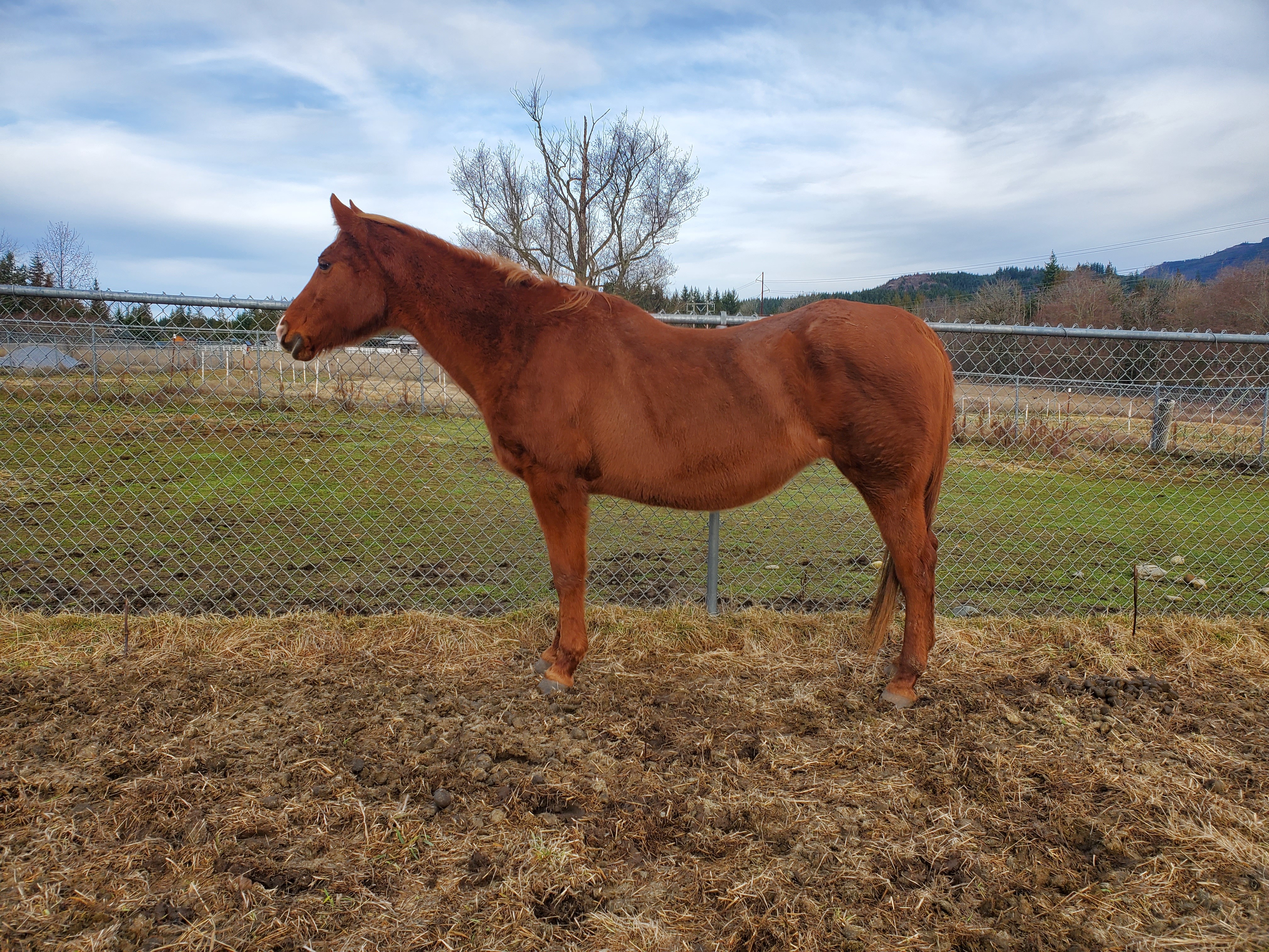 Lilly, a Adopted Quarterhorse in Mount Vernon, WA image 5/14