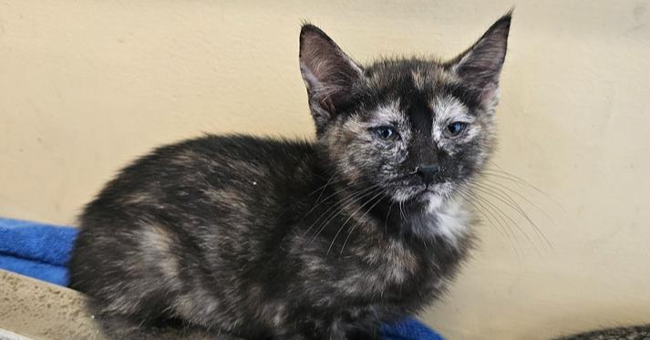 Happy, Adoptable, Young Female Domestic Short Hair & Domestic Short Hair.