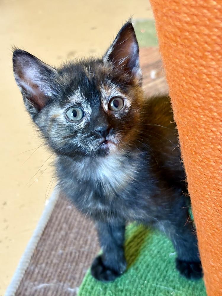 Happy, a Adoptable mixed breed in Powder Springs, GA image 2/5