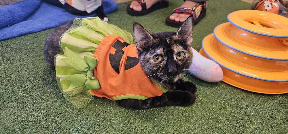 Happy, a Adoptable mixed breed in Powder Springs, GA image 3/5