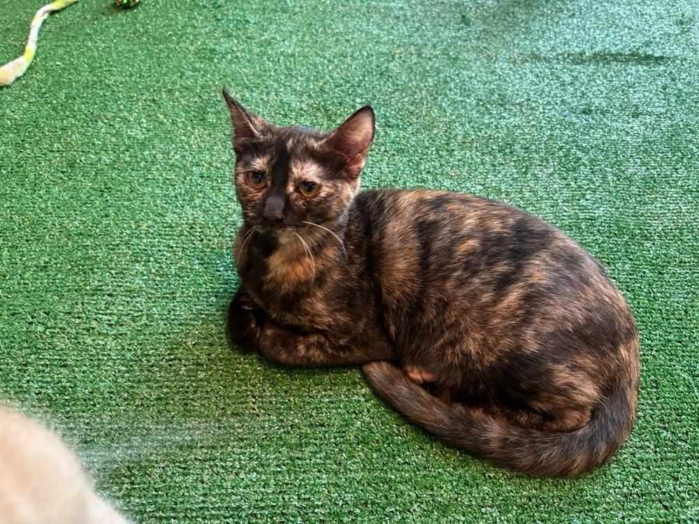 Happy, a Adoptable mixed breed in Powder Springs, GA image 4/5