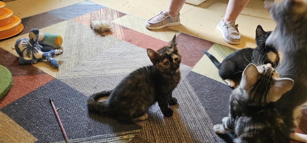 Happy, a Adoptable mixed breed in Powder Springs, GA image 5/5