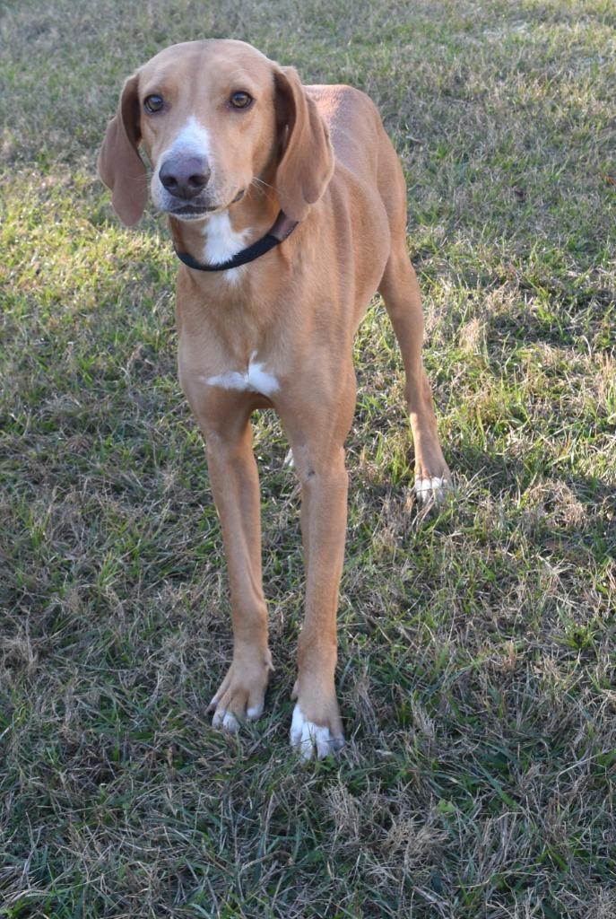 Deputy, a Adoptable mixed breed in Kingsland, GA image 3/5