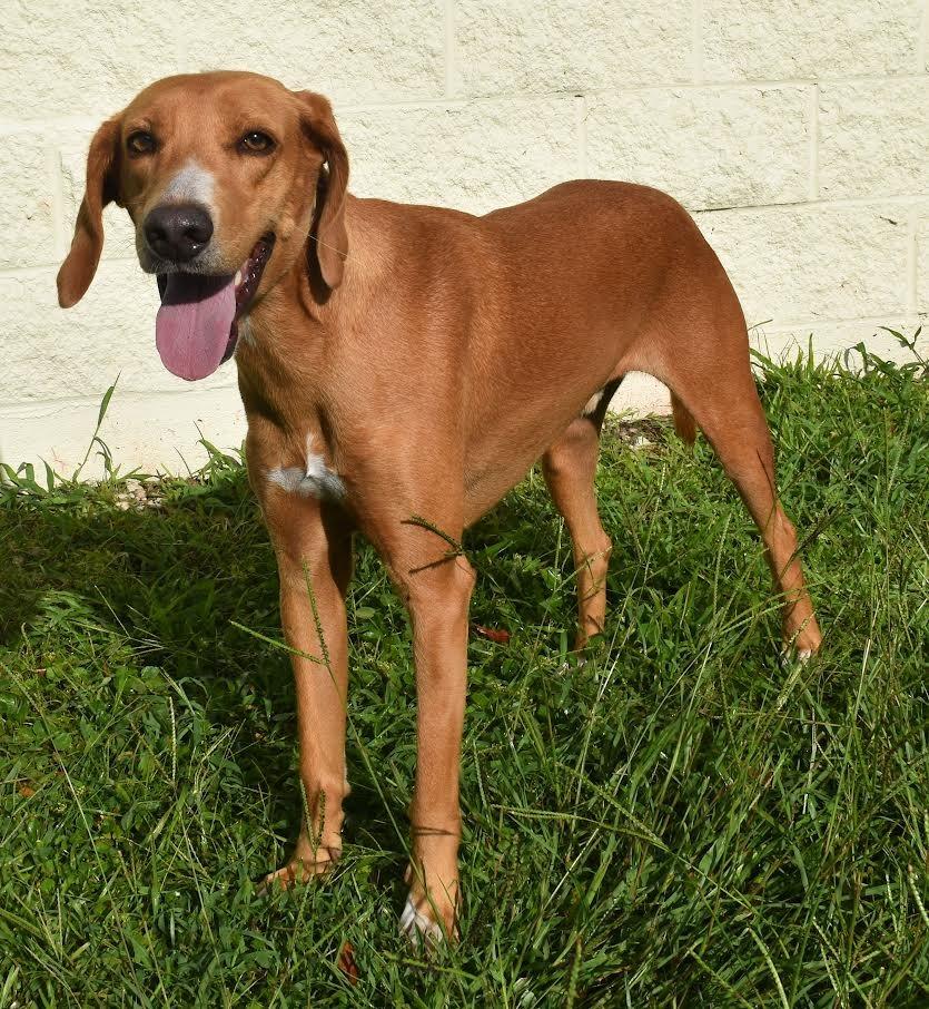 Deputy, a Adoptable mixed breed in Kingsland, GA image 4/5