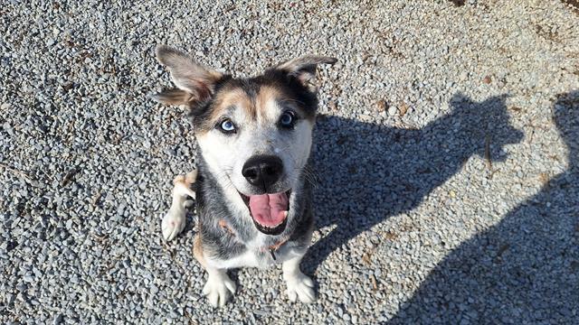 TOTS, Adoptable, Senior Male Mixed Breed & Siberian Husky.