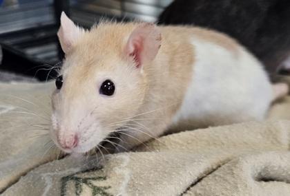 Ranch, Adoptable, Adult Female Rat.