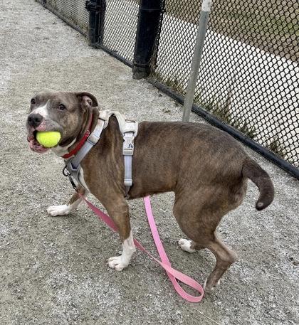 Enlarge Dynasty, a Adoptable mixed breed in Fairfax, VA image 1/3