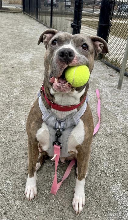 Enlarge Dynasty, a Adoptable mixed breed in Fairfax, VA image 1/3