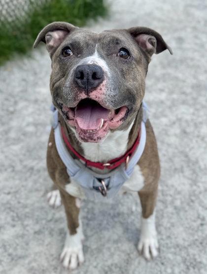 Enlarge Dynasty, a Adoptable mixed breed in Fairfax, VA image 2/3