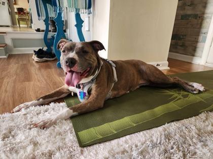 Enlarge Dynasty, a Adoptable mixed breed in Fairfax, VA image 3/3