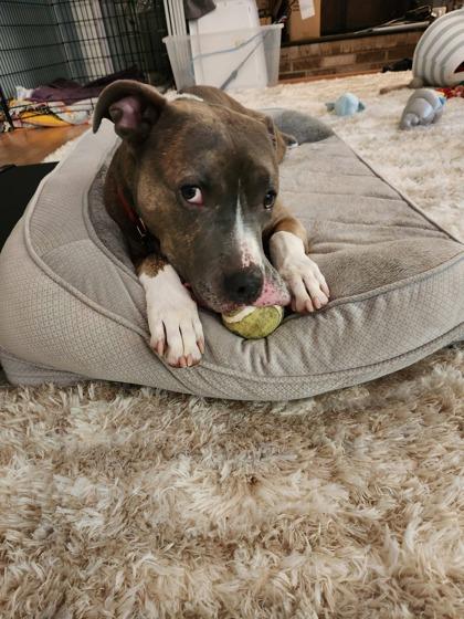Enlarge Dynasty, a Adoptable mixed breed in Fairfax, VA image 3/3