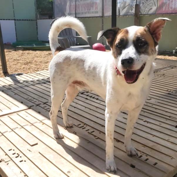 Enlarge Benito, a Adoptable Mixed Breed in Fredericksburg, VA image 1/6