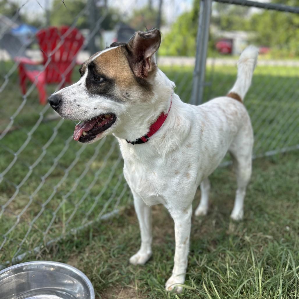 Enlarge Benito, a Adoptable Mixed Breed in Fredericksburg, VA image 1/5