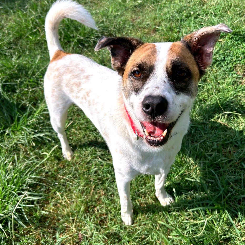 Enlarge Benito, a Adoptable Mixed Breed in Fredericksburg, VA image 2/6