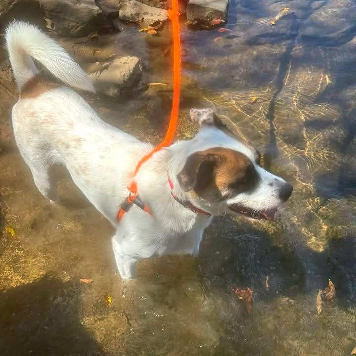 Enlarge Benito, a Adoptable Mixed Breed in Fredericksburg, VA image 3/6