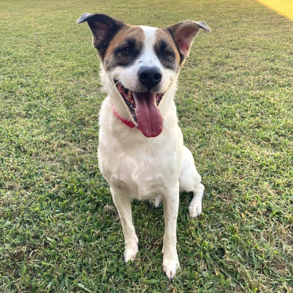Enlarge Benito, a Adoptable Mixed Breed in Fredericksburg, VA image 4/6