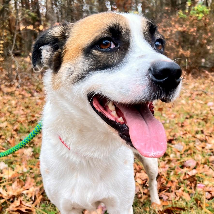 Enlarge Benito, a Adoptable Mixed Breed in Fredericksburg, VA image 4/6