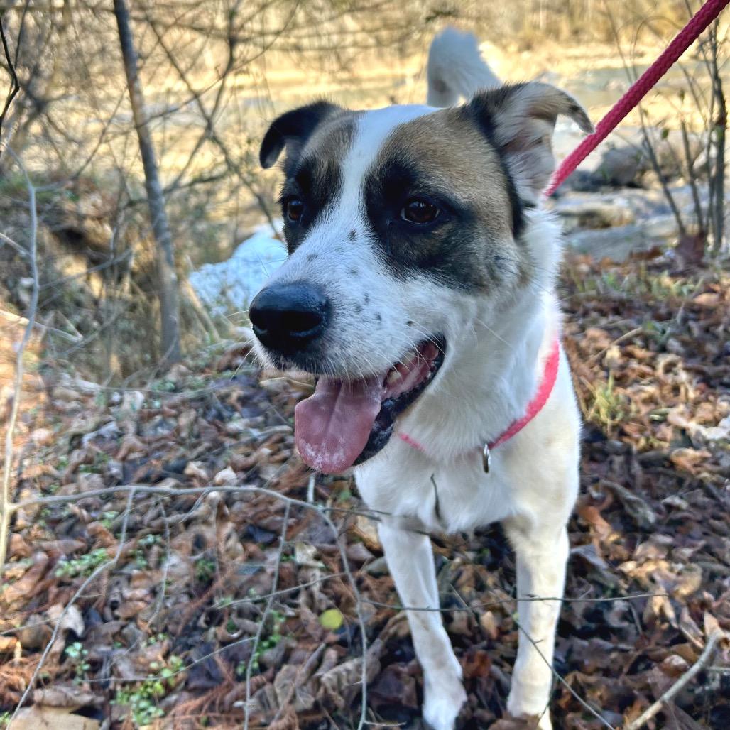 Enlarge Benito, a Adoptable Mixed Breed in Fredericksburg, VA image 4/5
