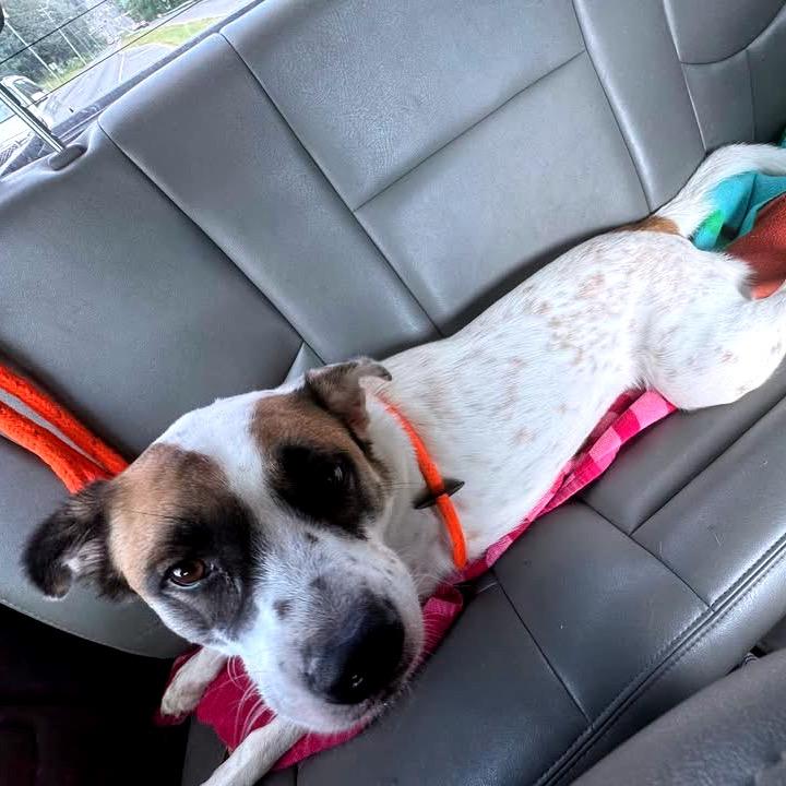 Enlarge Benito, a Adoptable Mixed Breed in Fredericksburg, VA image 6/6