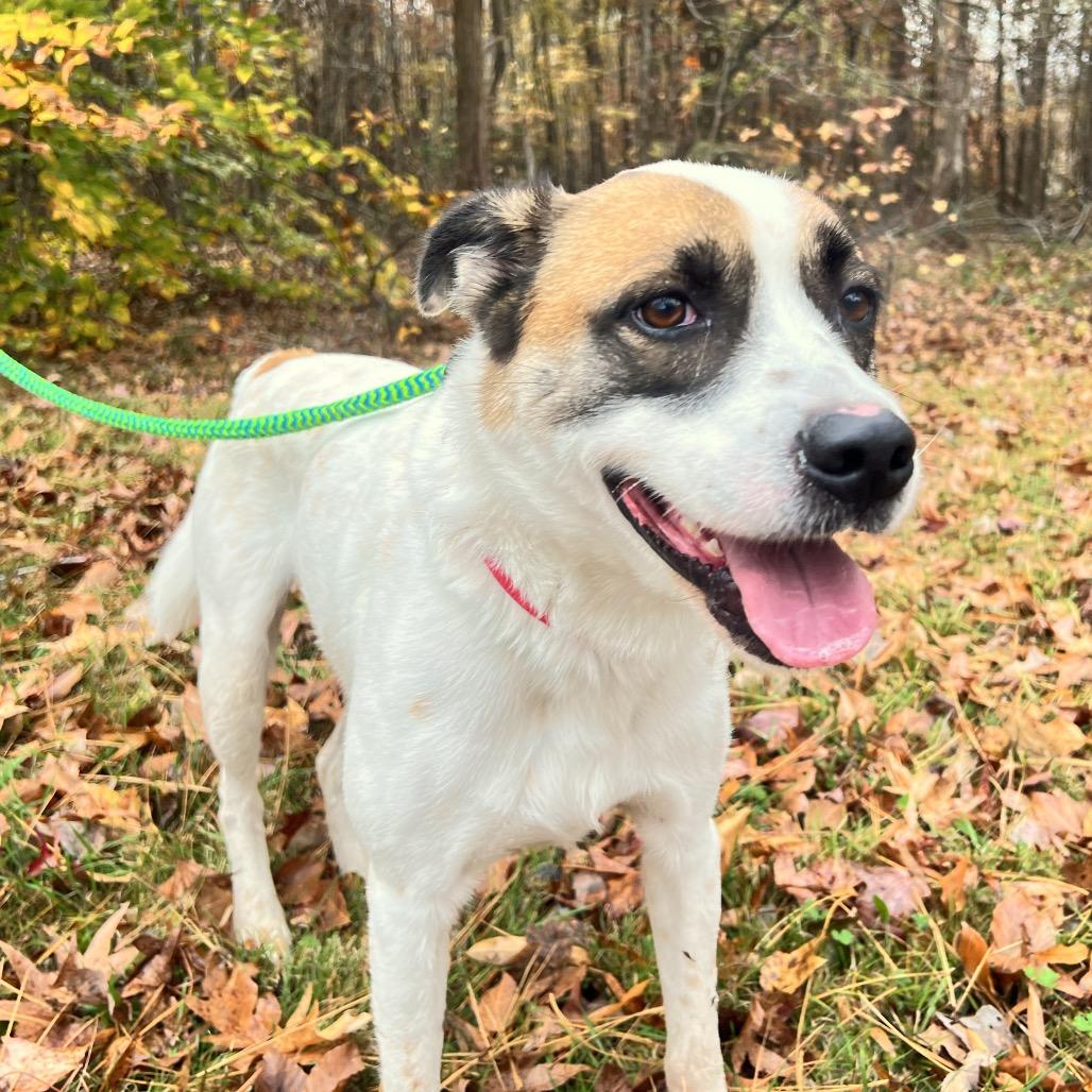 Enlarge Benito, a Adoptable Mixed Breed in Fredericksburg, VA image 6/6