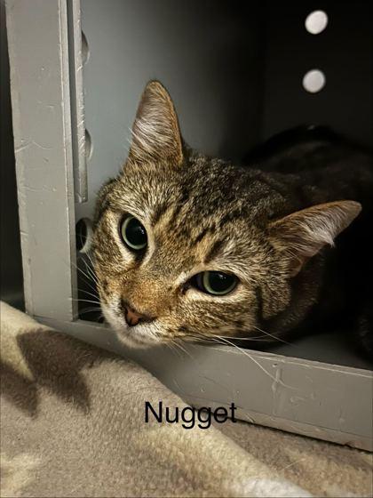 Nugget, Adoptable, Adult Male Domestic Short Hair & Domestic Short Hair.
