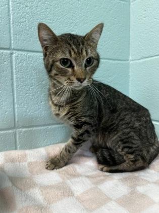 Enlarge Nugget, a Adoptable mixed breed in Spruce Pine, NC image 2/2