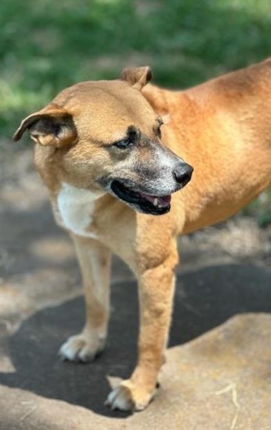 Enlarge Meeka, a Adoptable mixed breed in Williston, VT image 1/3