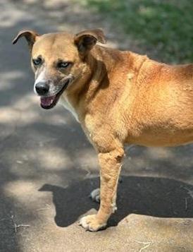 Enlarge Meeka, a Adoptable mixed breed in Williston, VT image 2/3
