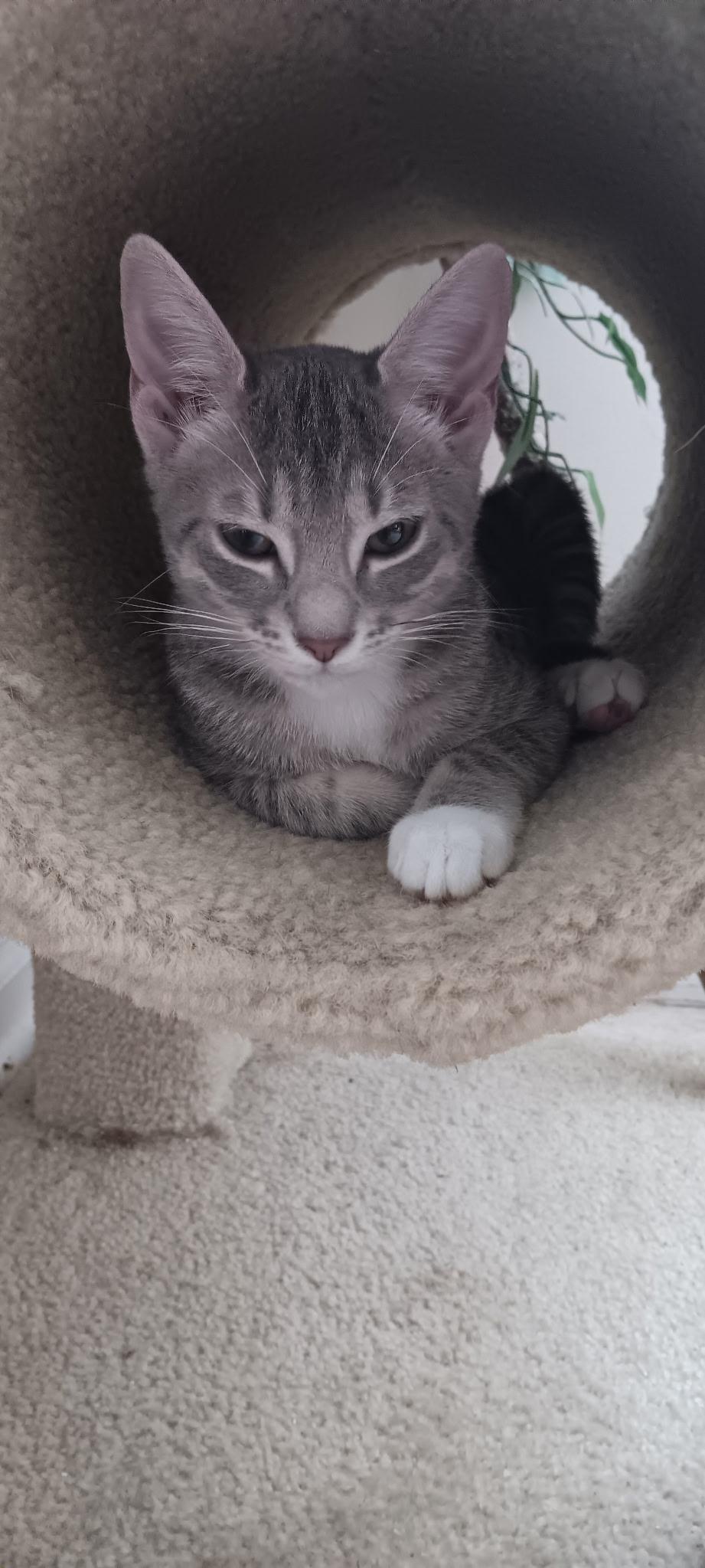 Lemon =^.^=