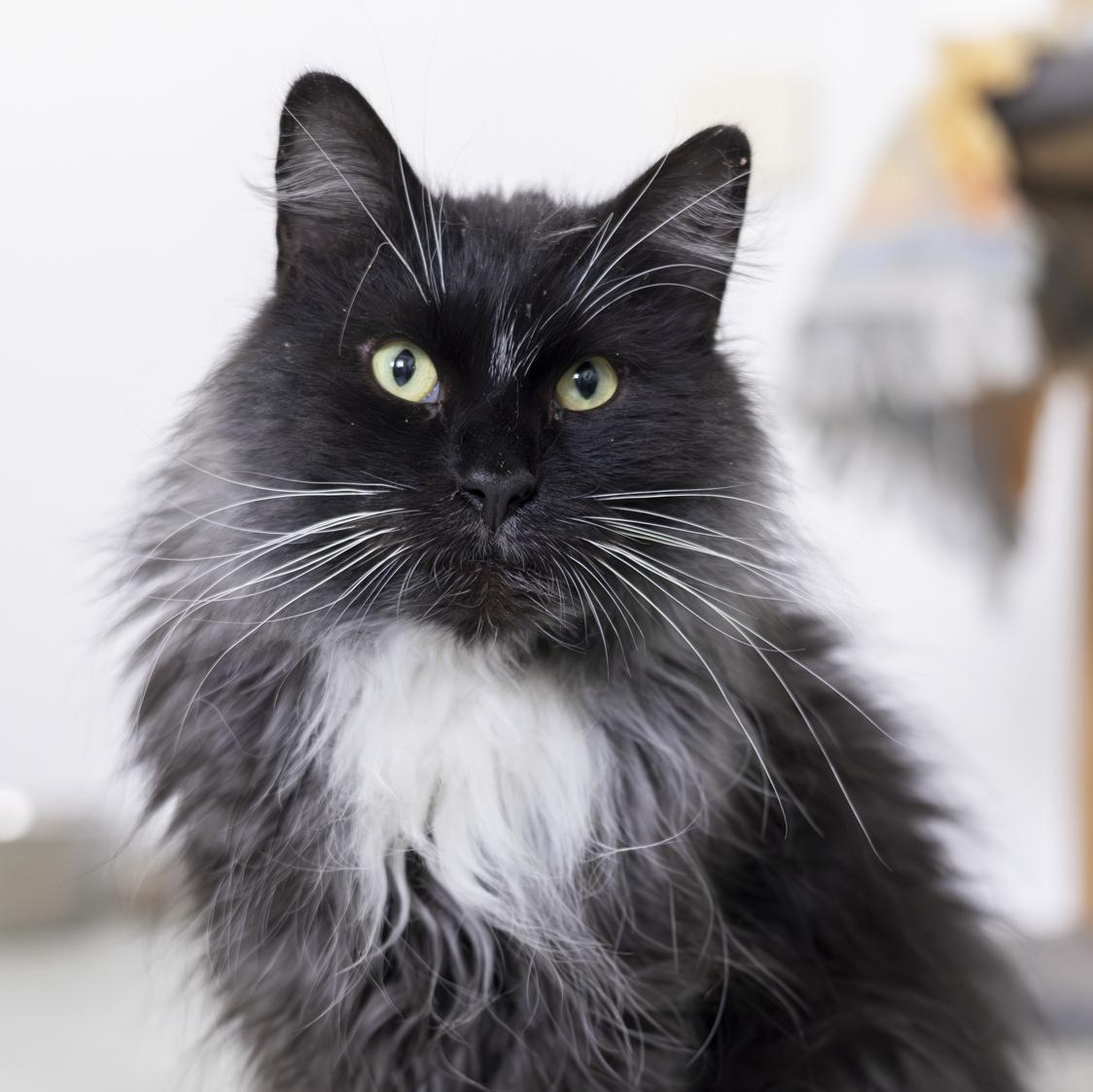 Enlarge Dawson, an adopted Domestic Long Hair in Richland Center, WI image 1/6