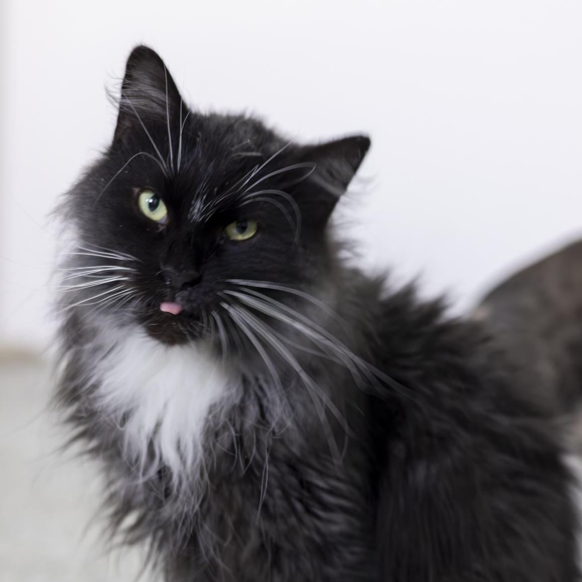 Enlarge Dawson, an adopted Domestic Long Hair in Richland Center, WI image 6/6