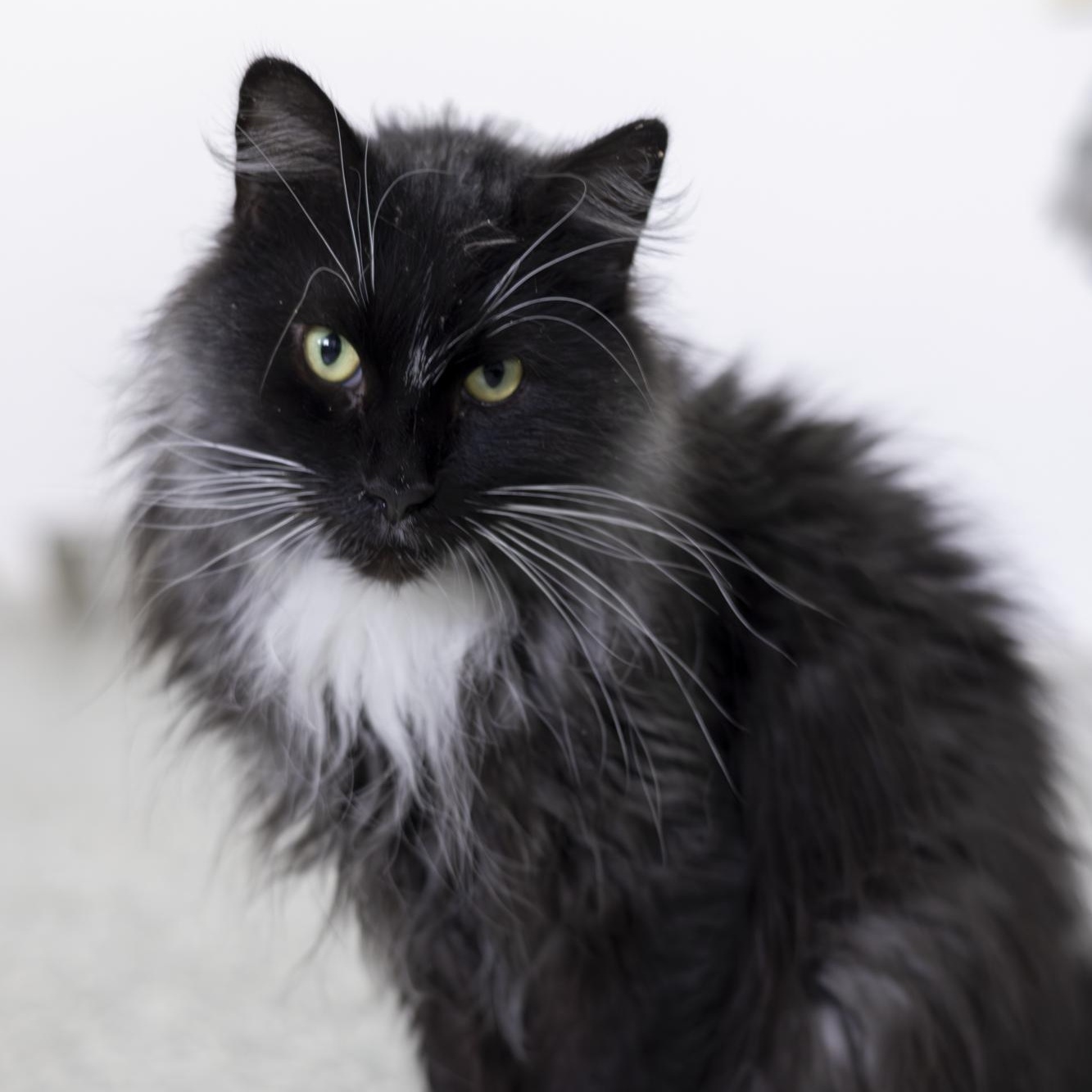 Enlarge Dawson, an adopted Domestic Long Hair in Richland Center, WI image 4/6