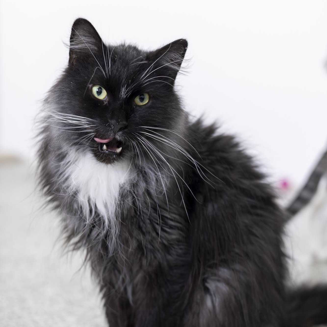 Enlarge Dawson, an adopted Domestic Long Hair in Richland Center, WI image 5/6