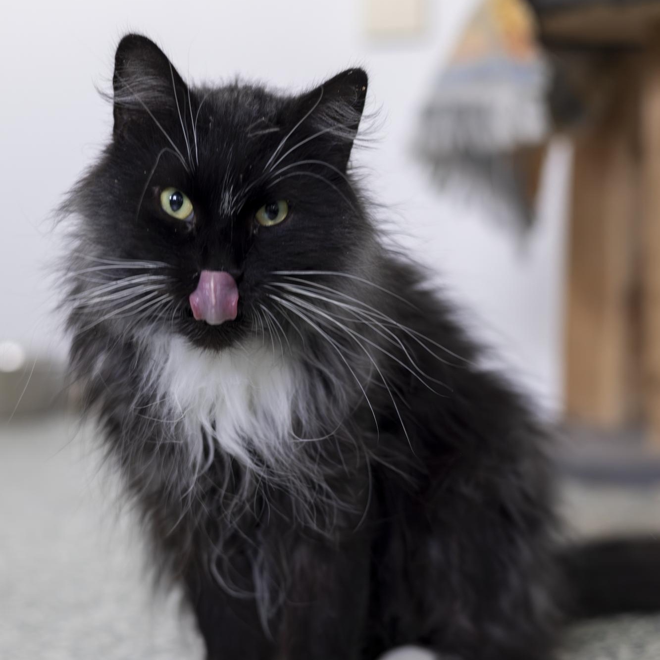 Enlarge Dawson, an adopted Domestic Long Hair in Richland Center, WI image 3/6