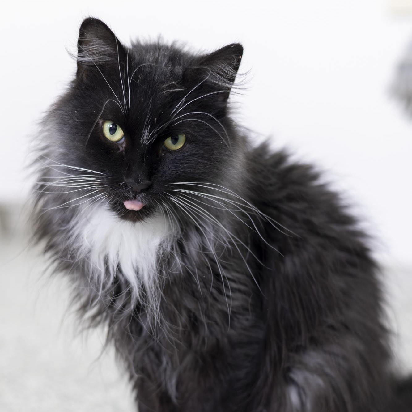 Enlarge Dawson, an adopted Domestic Long Hair in Richland Center, WI image 2/6