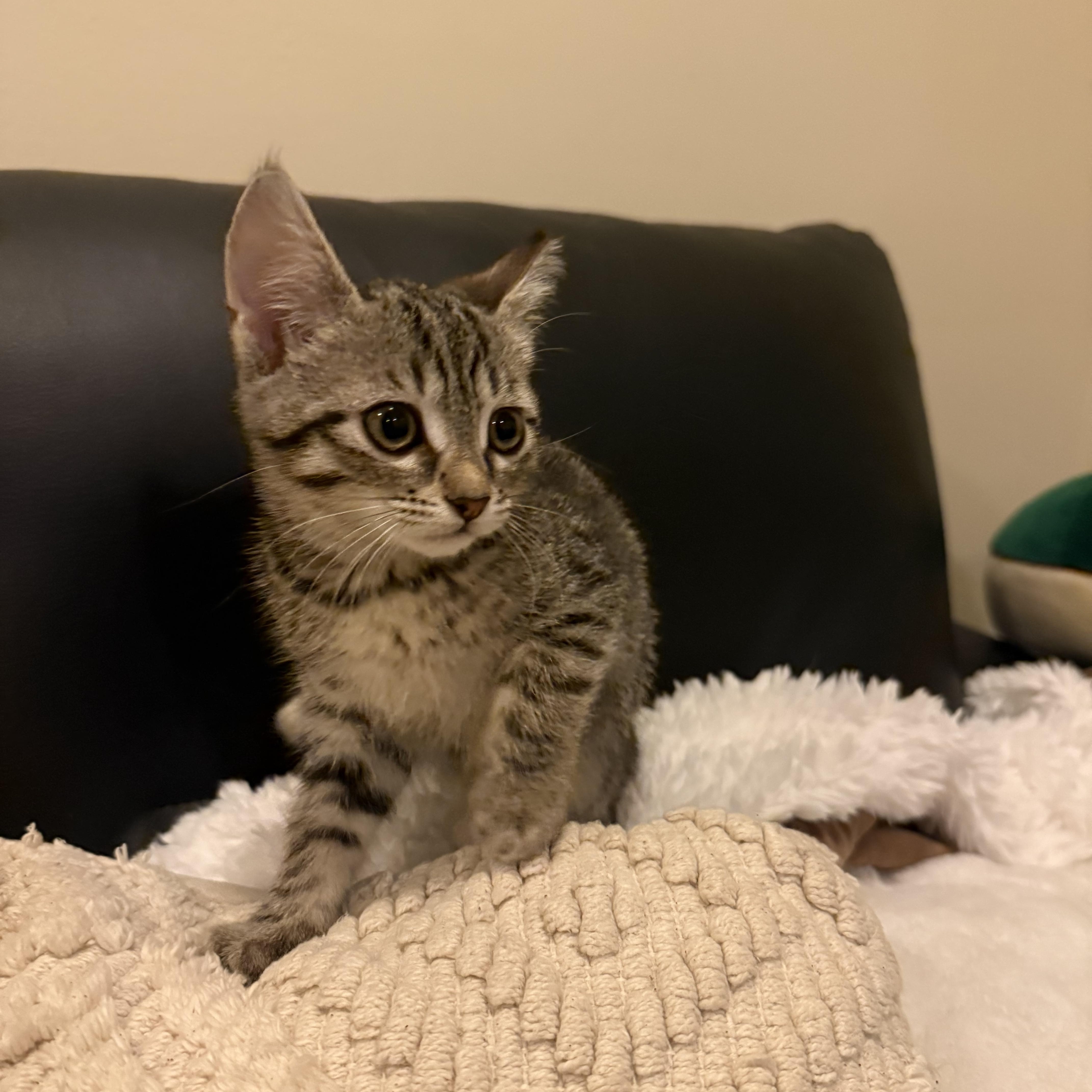 Enlarge Pearly, an adopted Domestic Short Hair in Nutley, NJ image 3/3