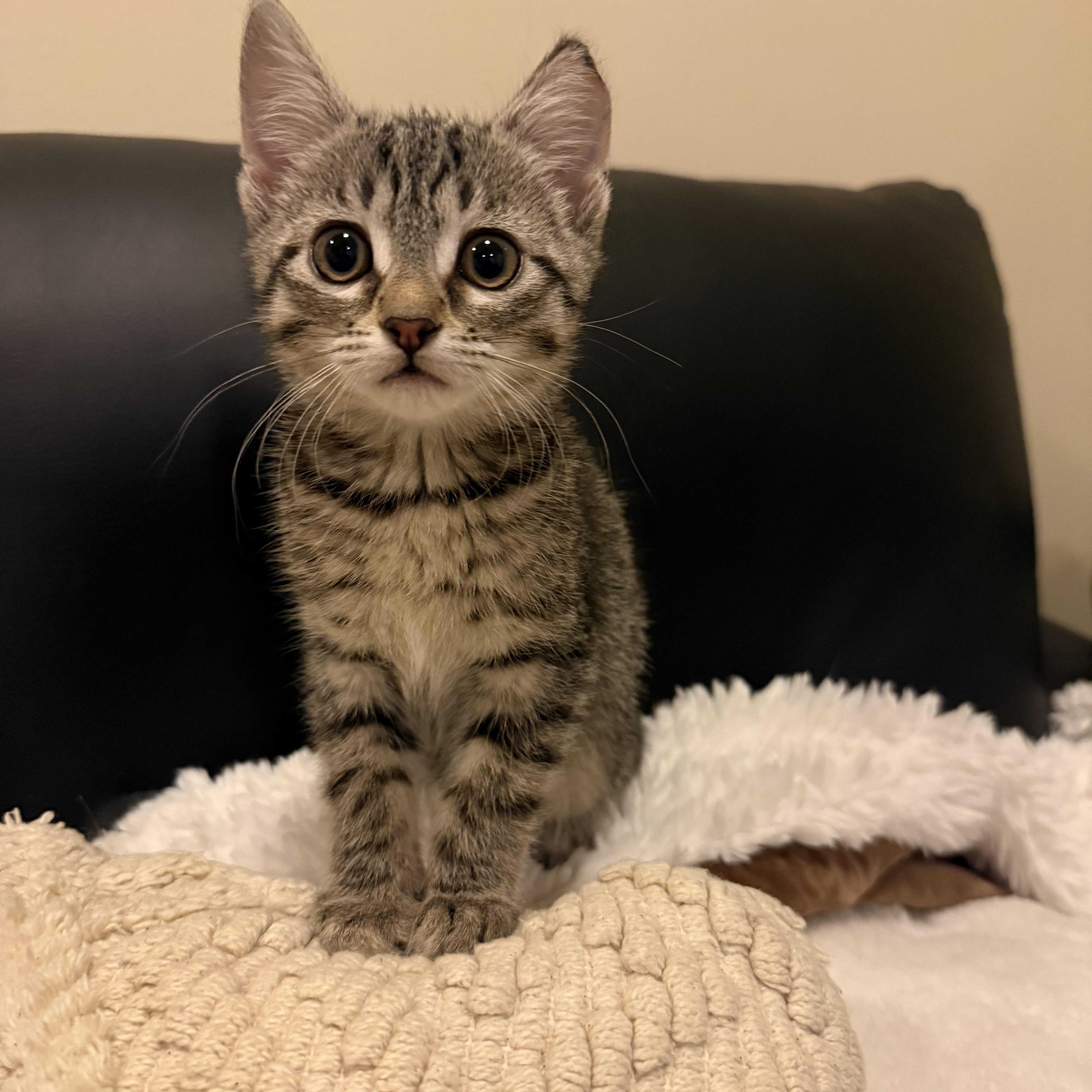 Pearly, adopted, Kitten Female Domestic Short Hair.