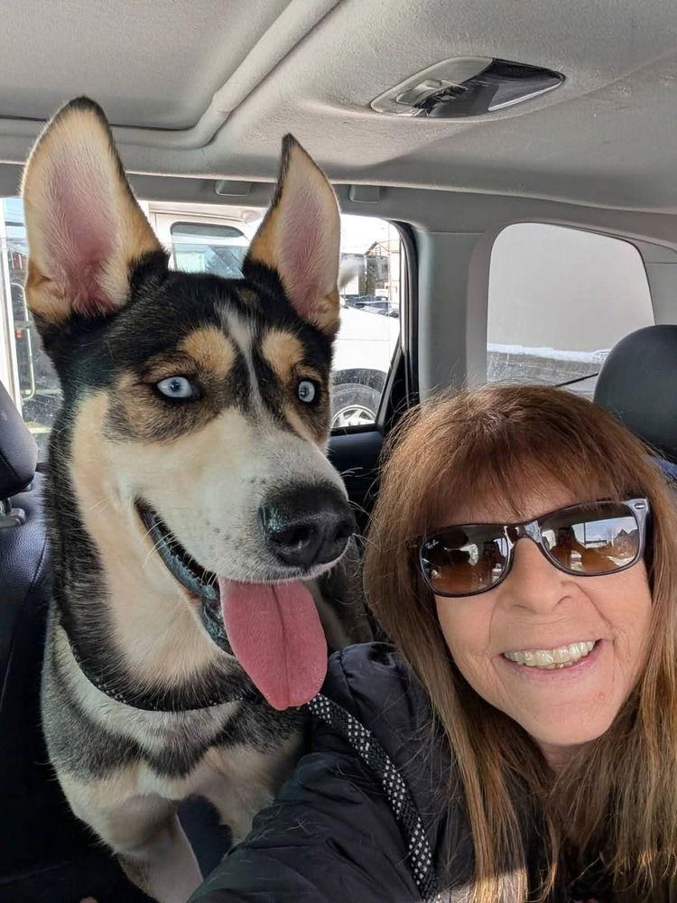 Mia, Adoptable, Young Female Husky.