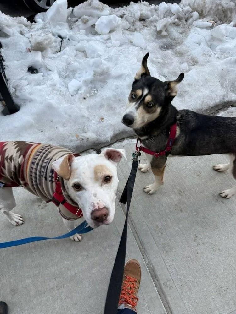 Enlarge Mia, a Adoptable Husky in Caldwell, NJ image 1/3