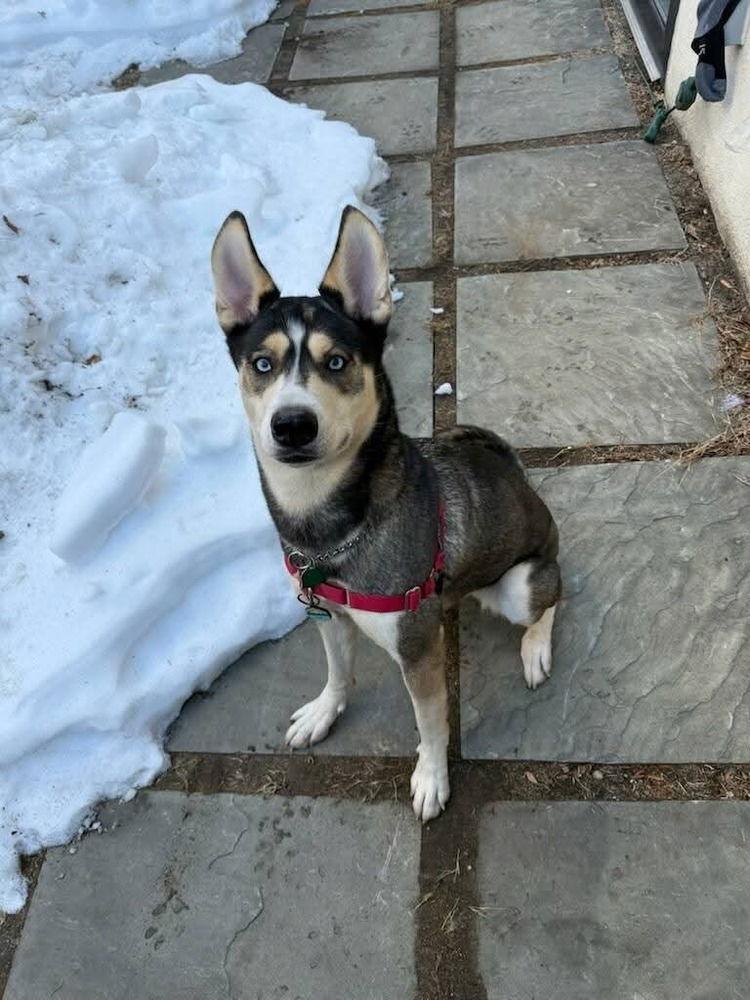 Enlarge Mia, a Adoptable Husky in Caldwell, NJ image 2/3