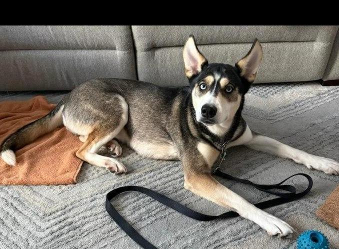 Enlarge Mia, a Adoptable Husky in Caldwell, NJ image 3/3