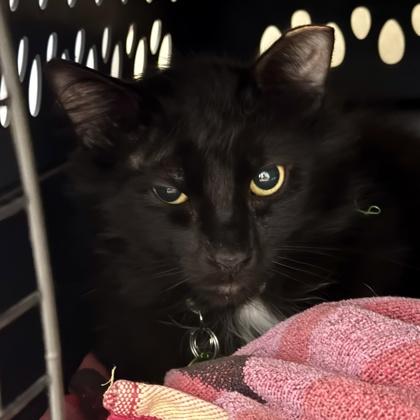 Cheese , ADOPTABLE, Adult Male Domestic Short Hair.