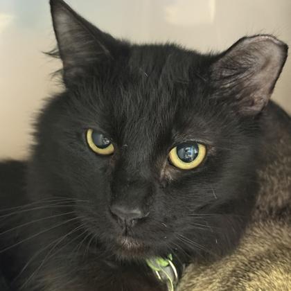 Enlarge Cheese , a ADOPTABLE mixed breed in Lansing, MI image 1/3